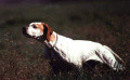 Pedigree META DELLA CISA Pedigree META DELLA CISA